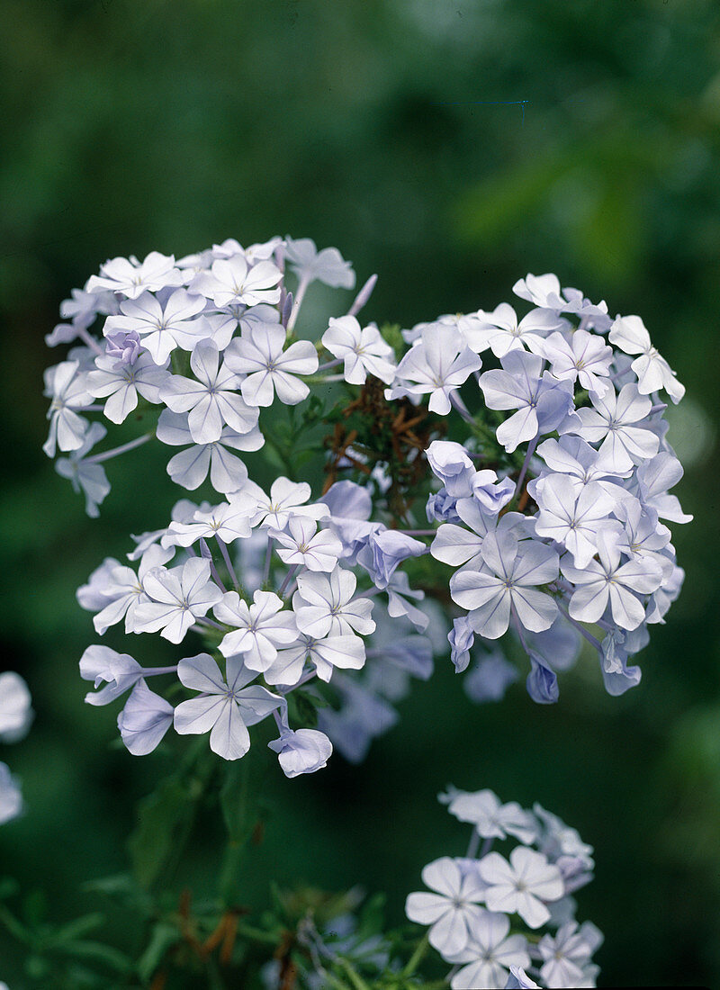 Plumbago auriculata