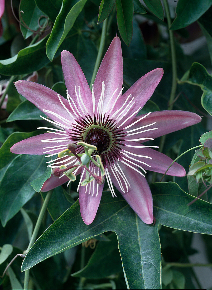 Passiflora alatocaerolea