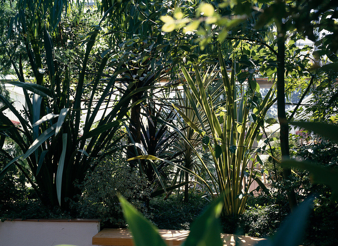 Phormium tenax 'Variegata' (New Zealand flax)