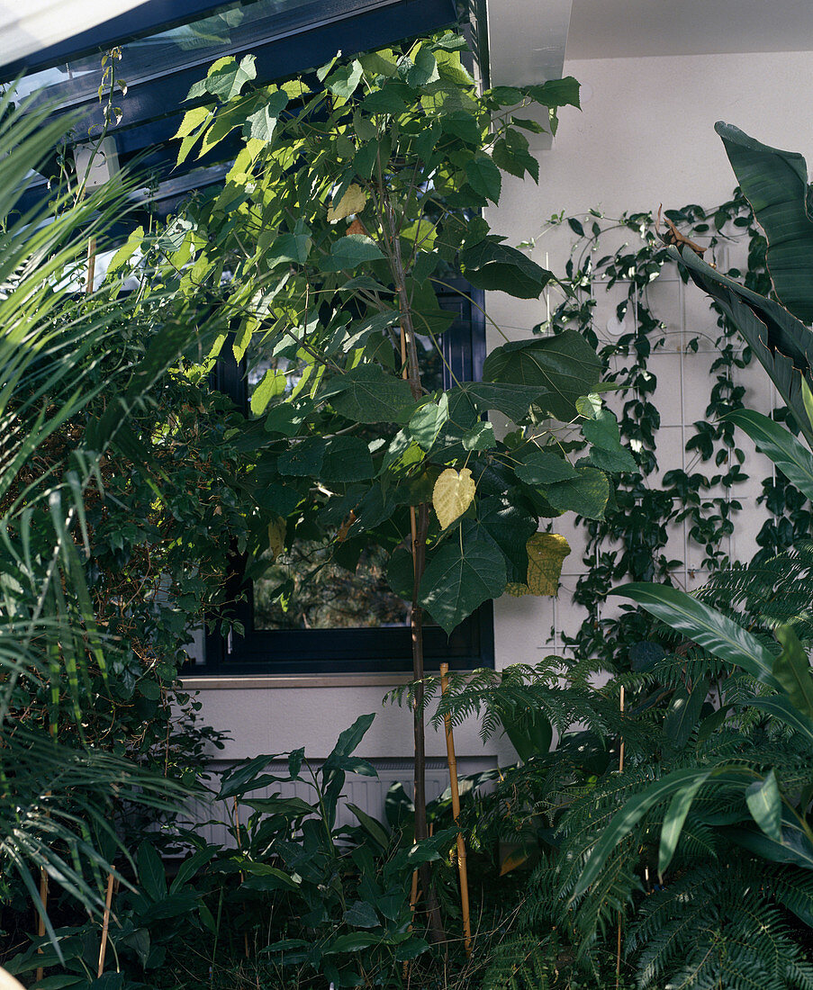 Sparmannia africana