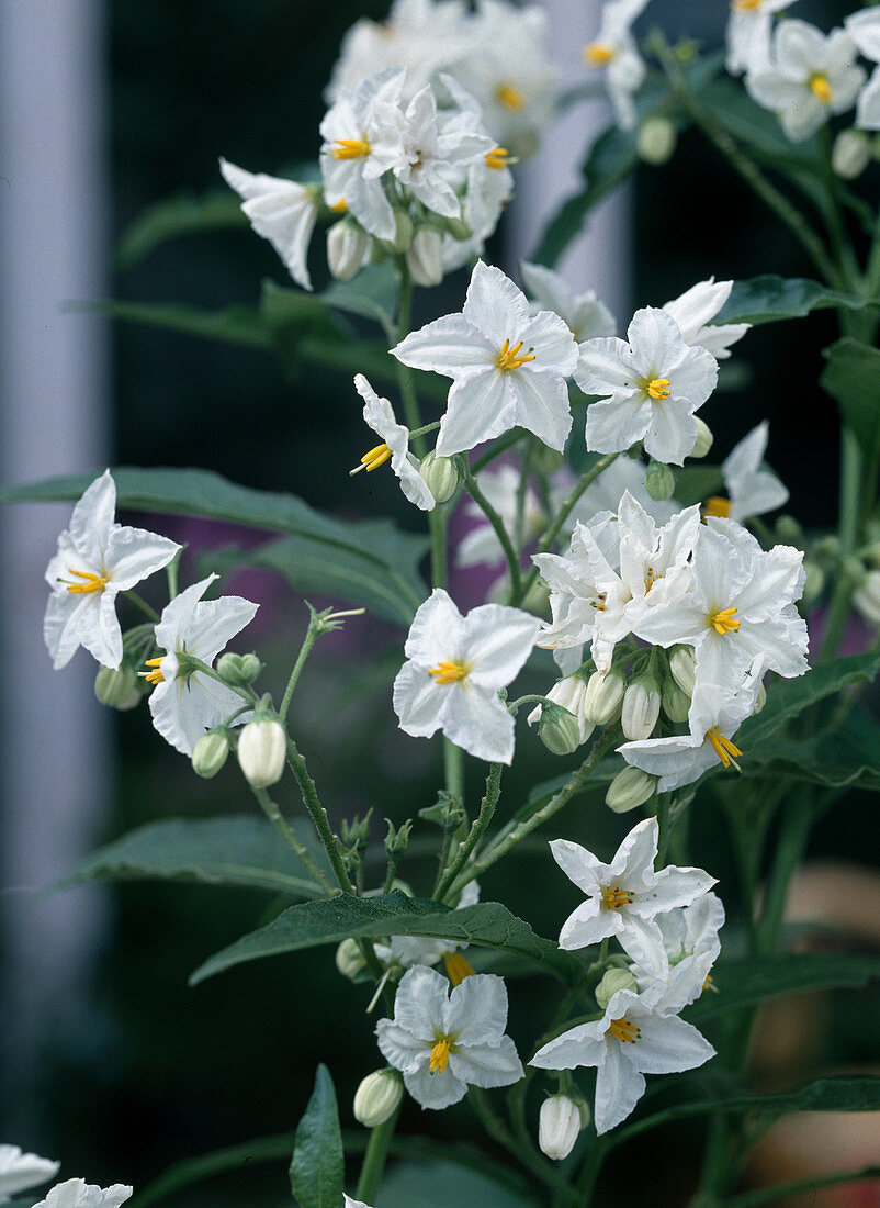 Solanum bonariense