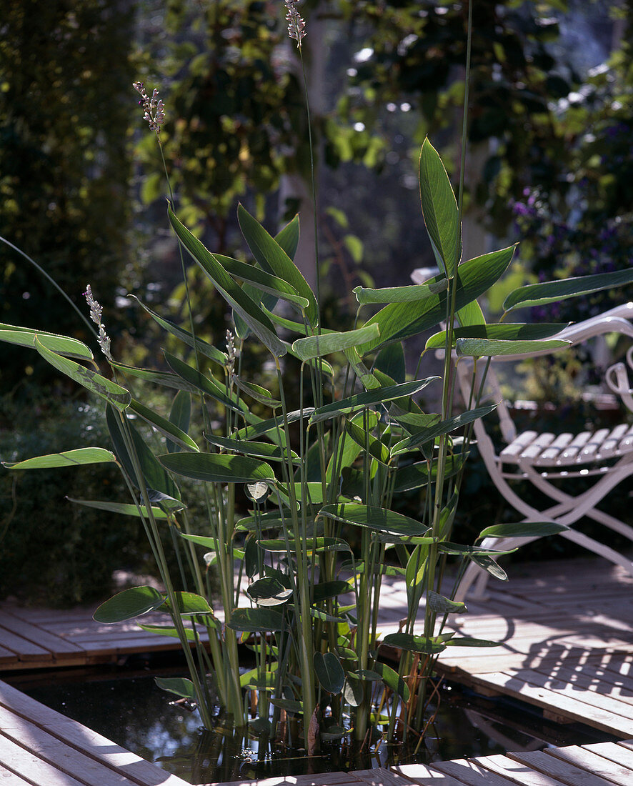 Thalia dealbata in the winter garden