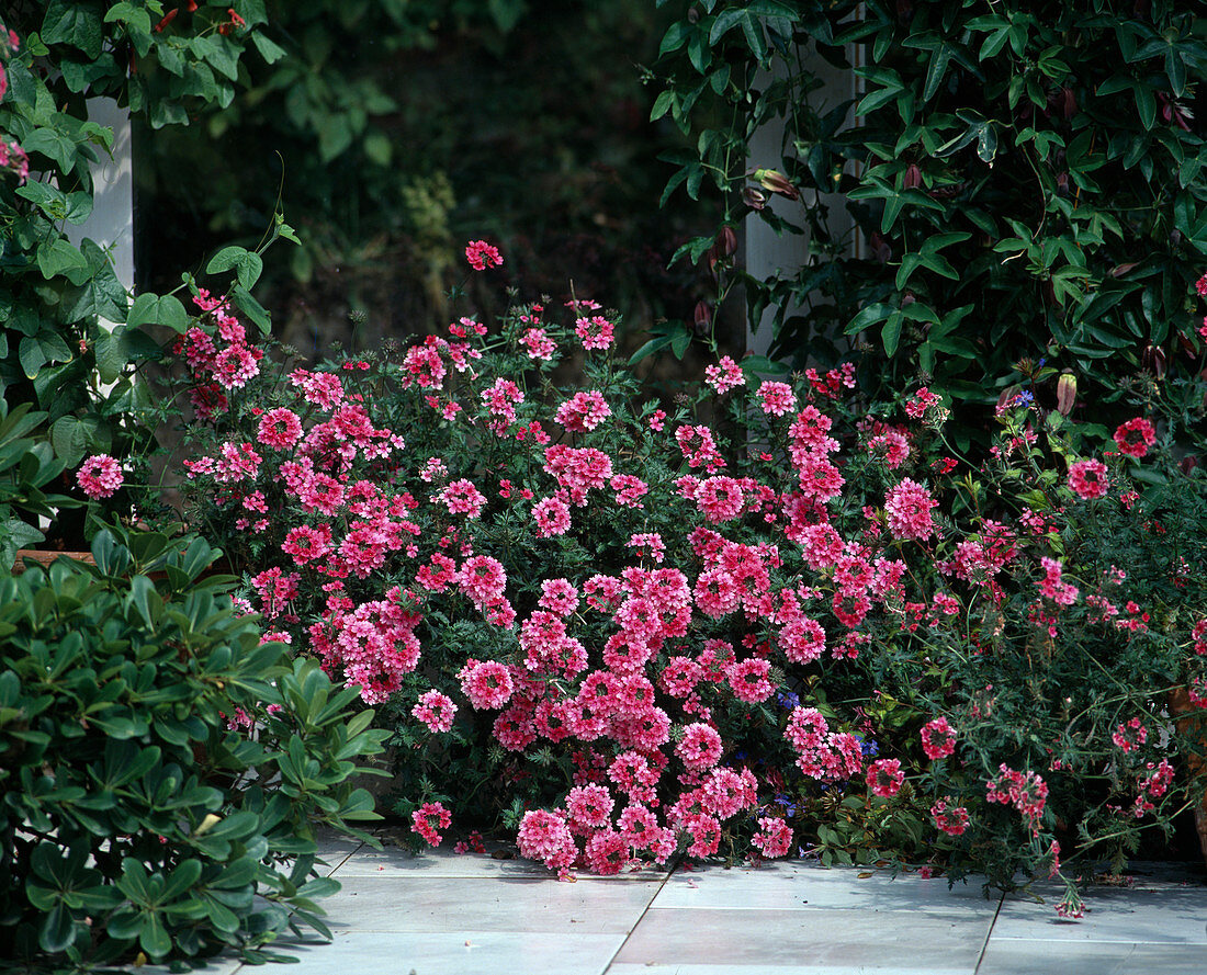 Verbena as ground cover in the winter garden