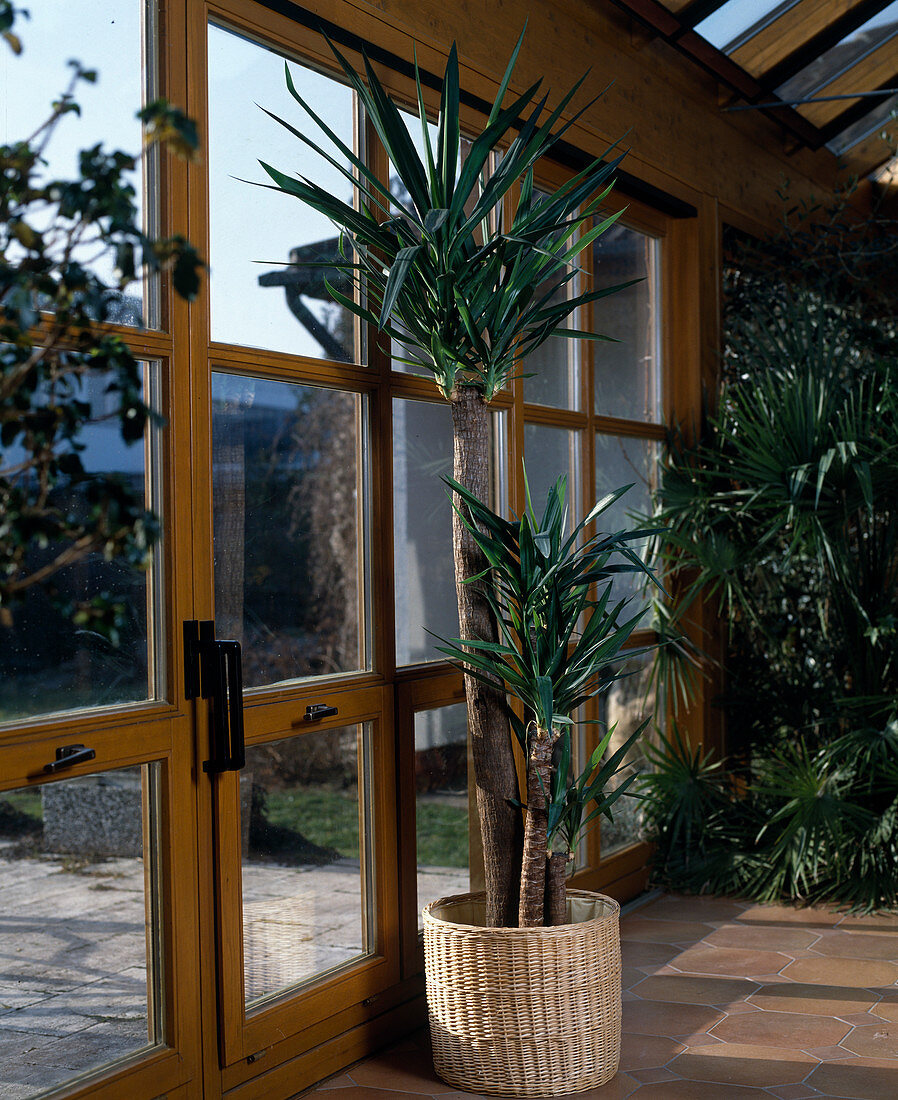 Yucca elephantipes in the winter garden (Yucca palm)