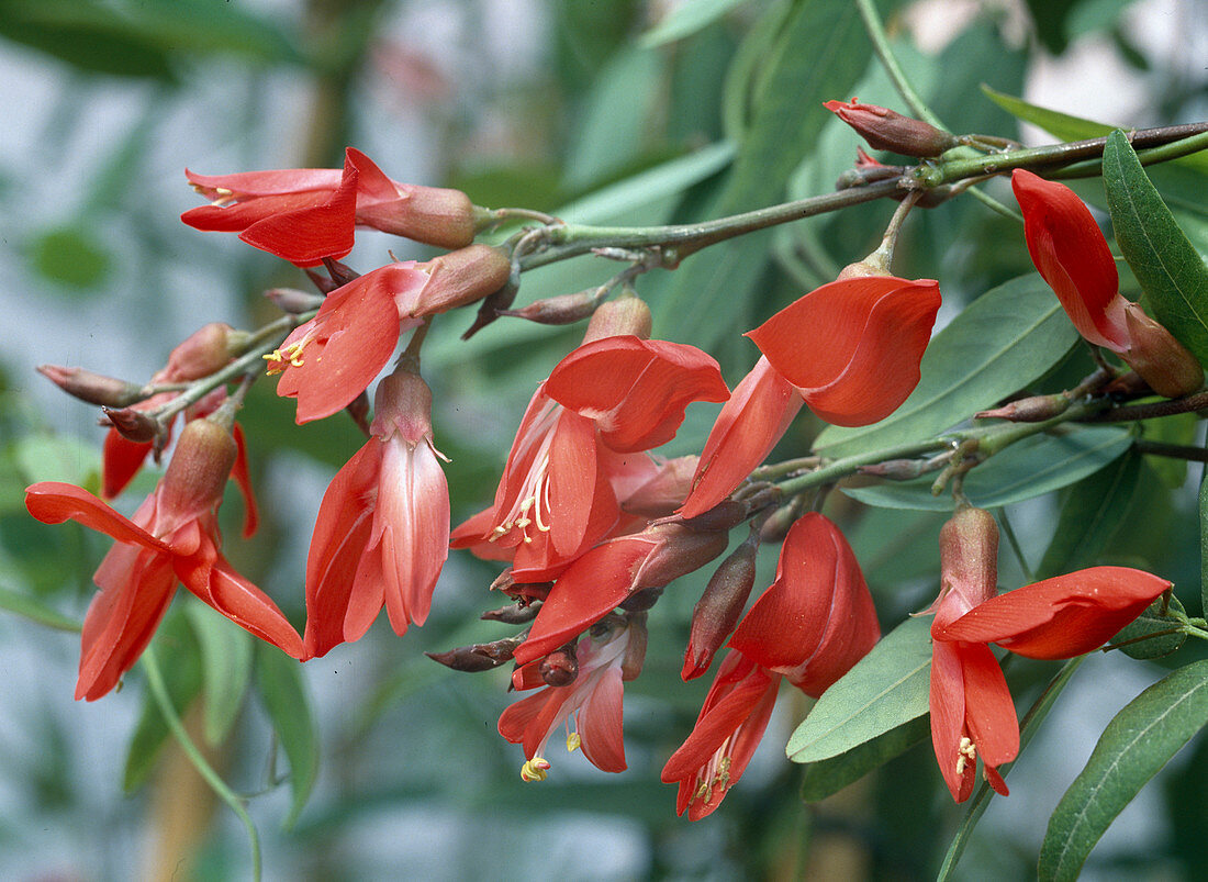 Kennedia coccinea (Purple bean, Coral vine)