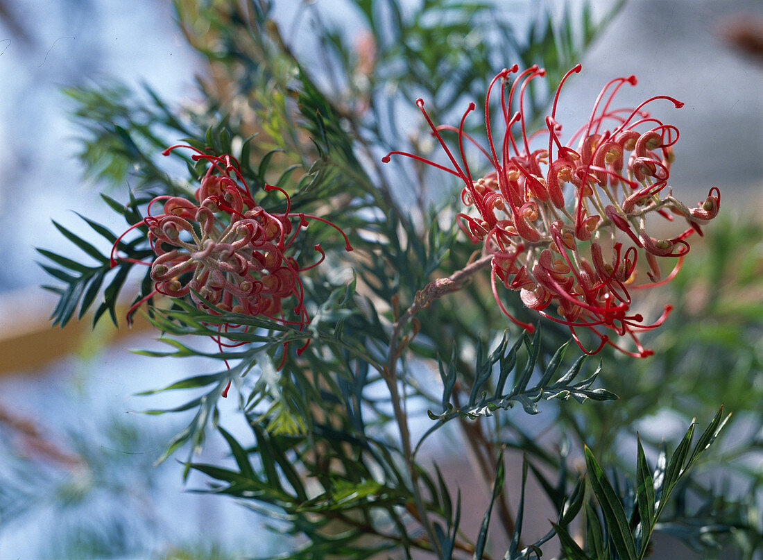 Grevillea hybrid