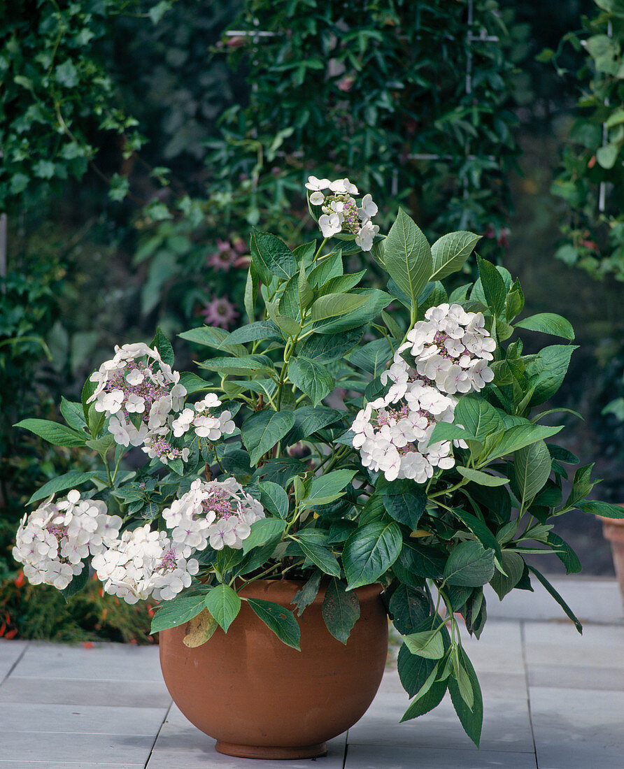 Hydrangea macrophylla