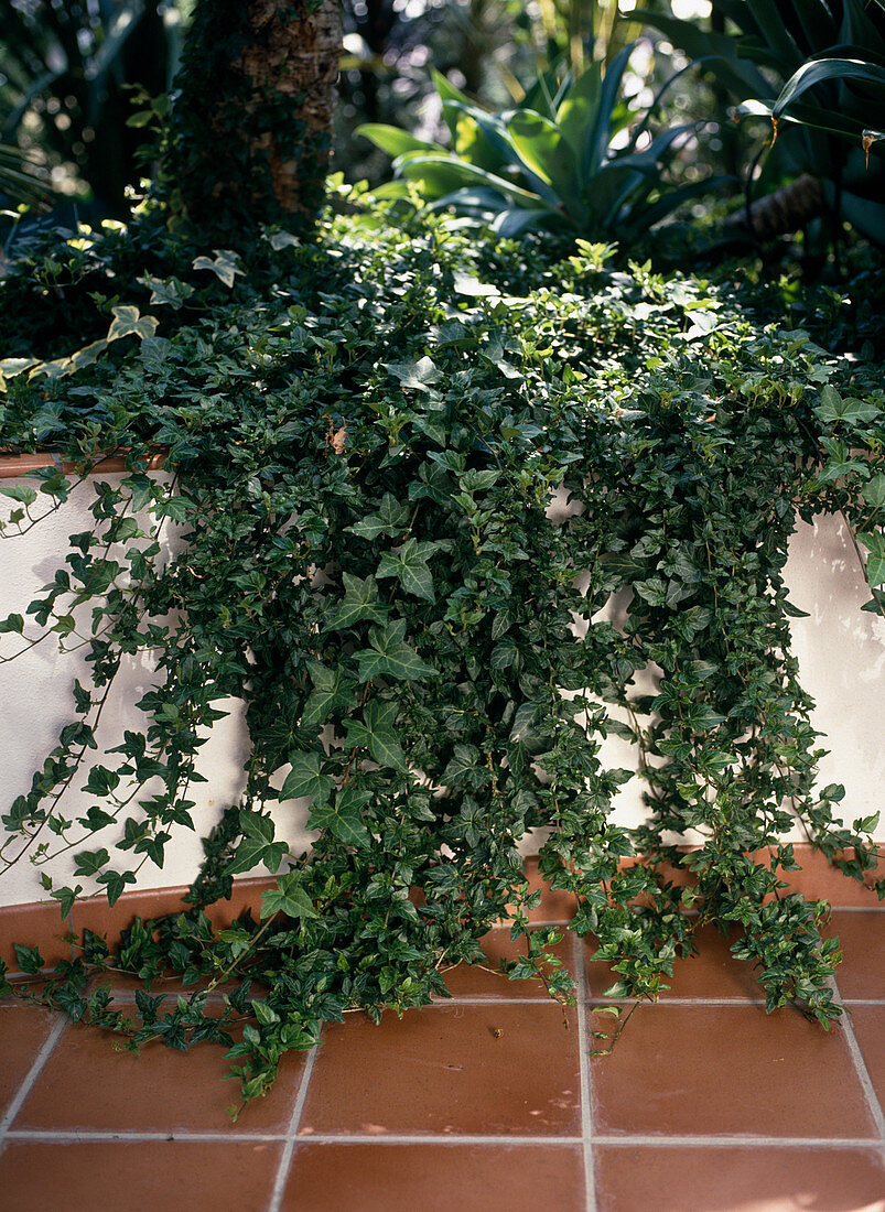 Hedera helix as ground cover
