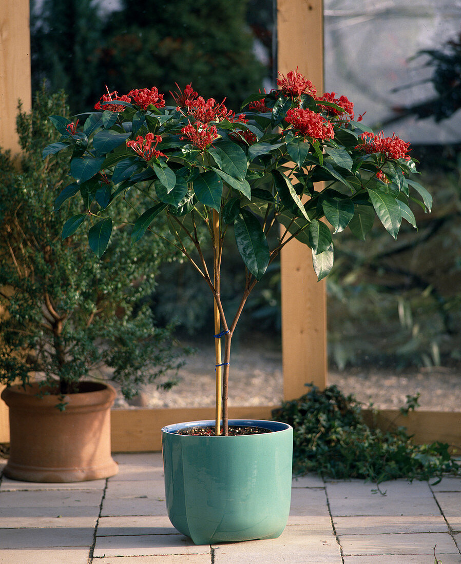 Ixora coccinea