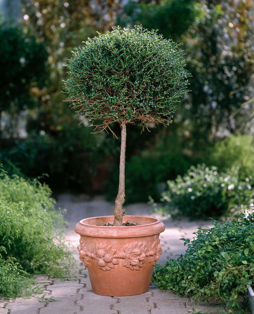 Ligustrum delavayanum