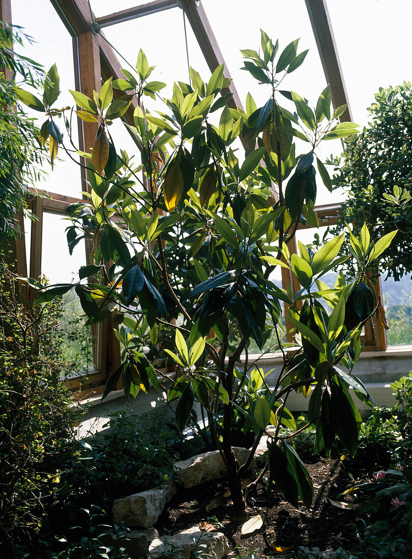 Magnolia grandiflora