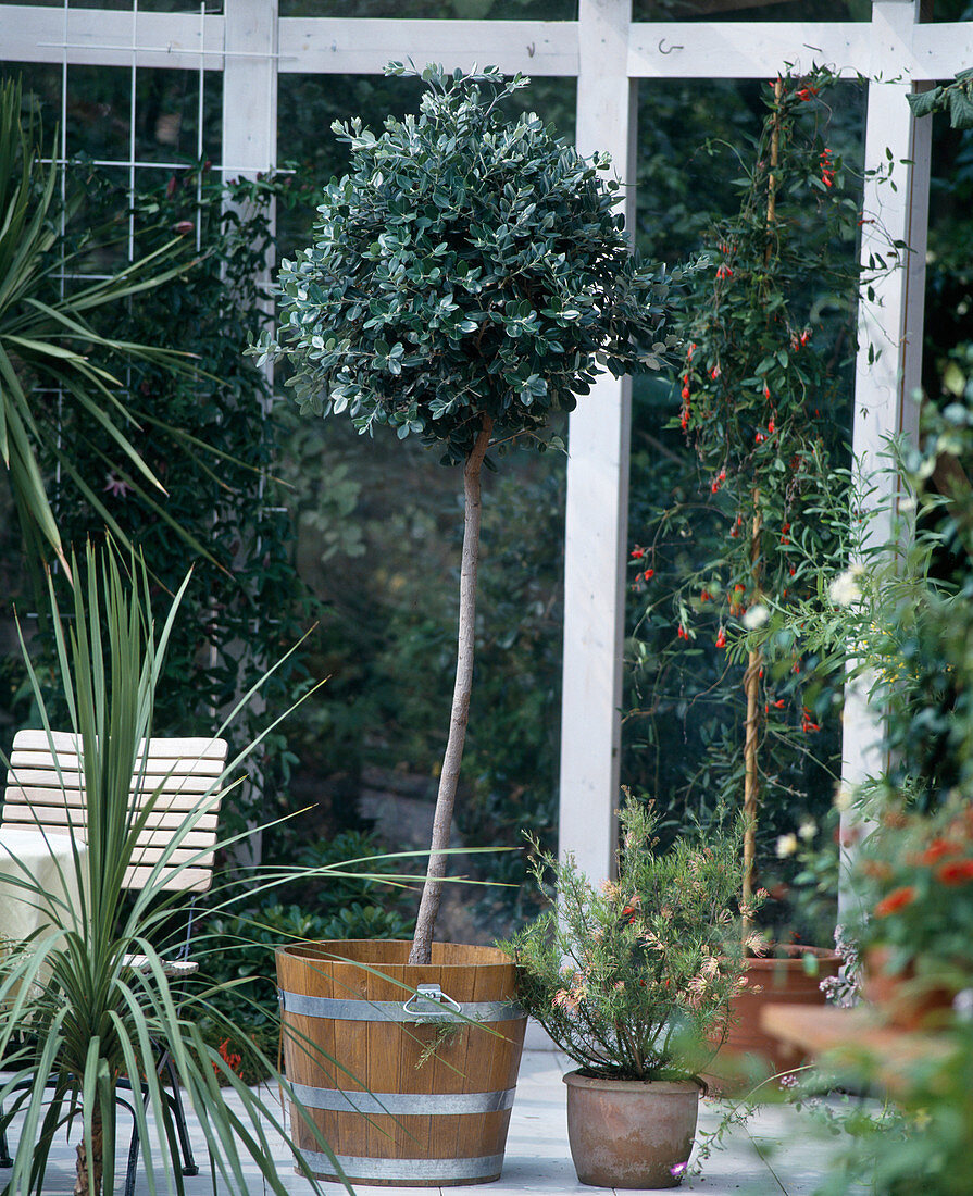 Eisenholzbaum (Metrosideros excelsa), Purpurbohne (Kennedia coccinea)