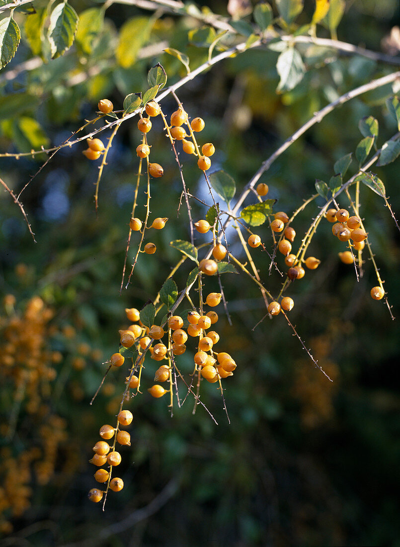 Duranta repens