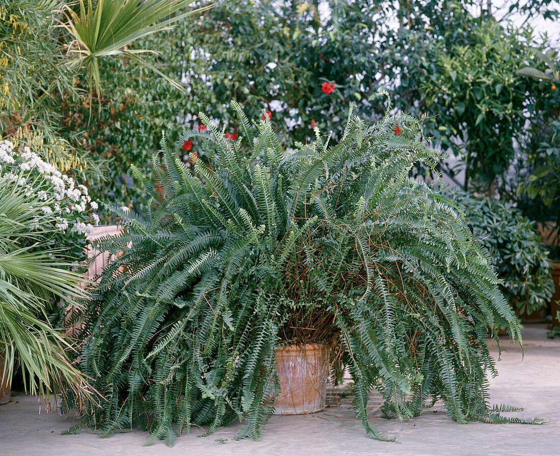 Nephrolepis exaltata