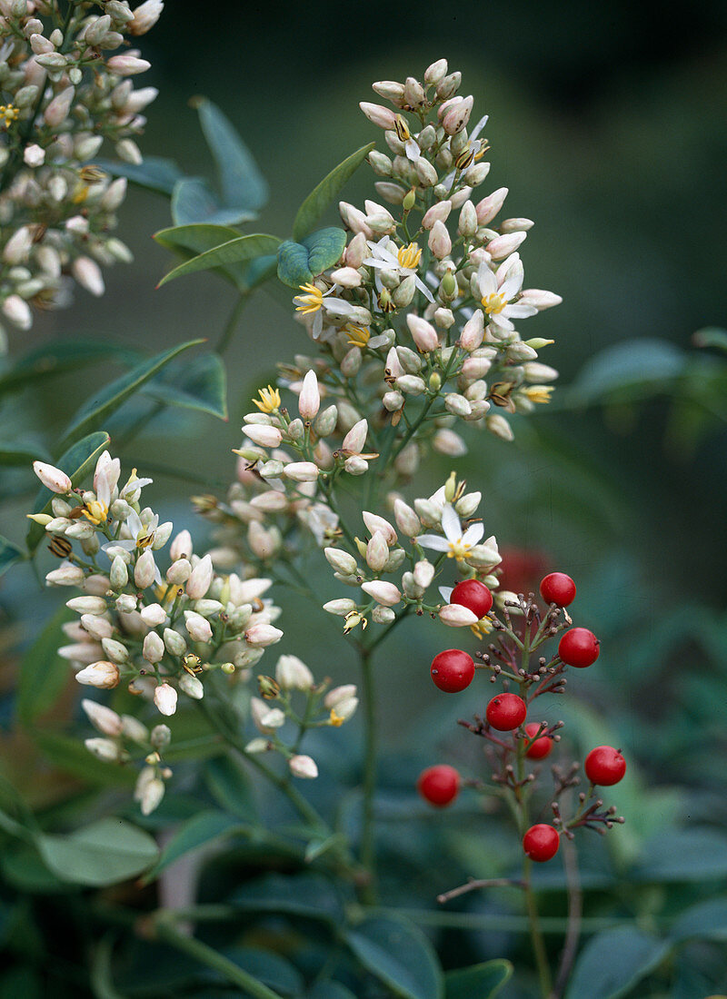 Nandina Domestica, flowers and berries