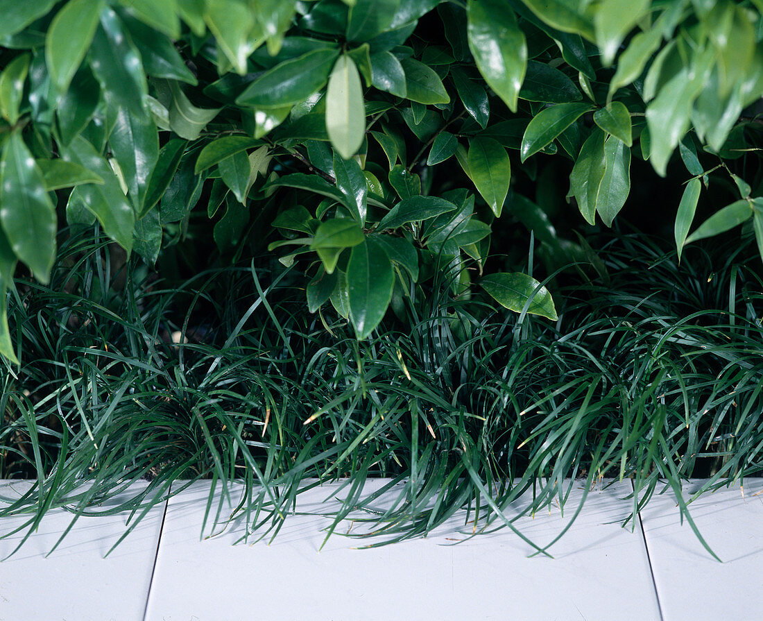 Ophiopogon japonicus (ground cover)