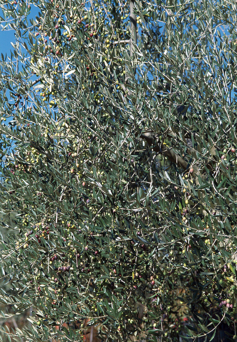 Olea europaea