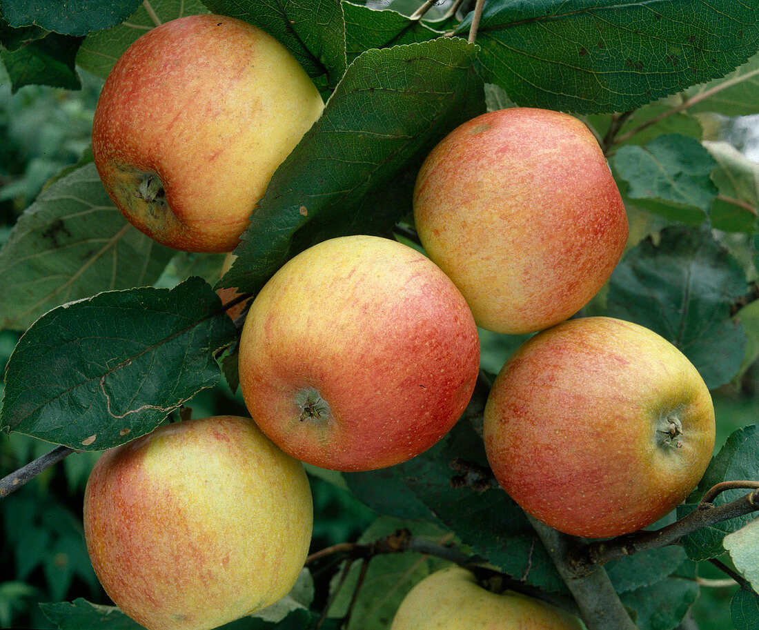 Apple 'Alkmene'