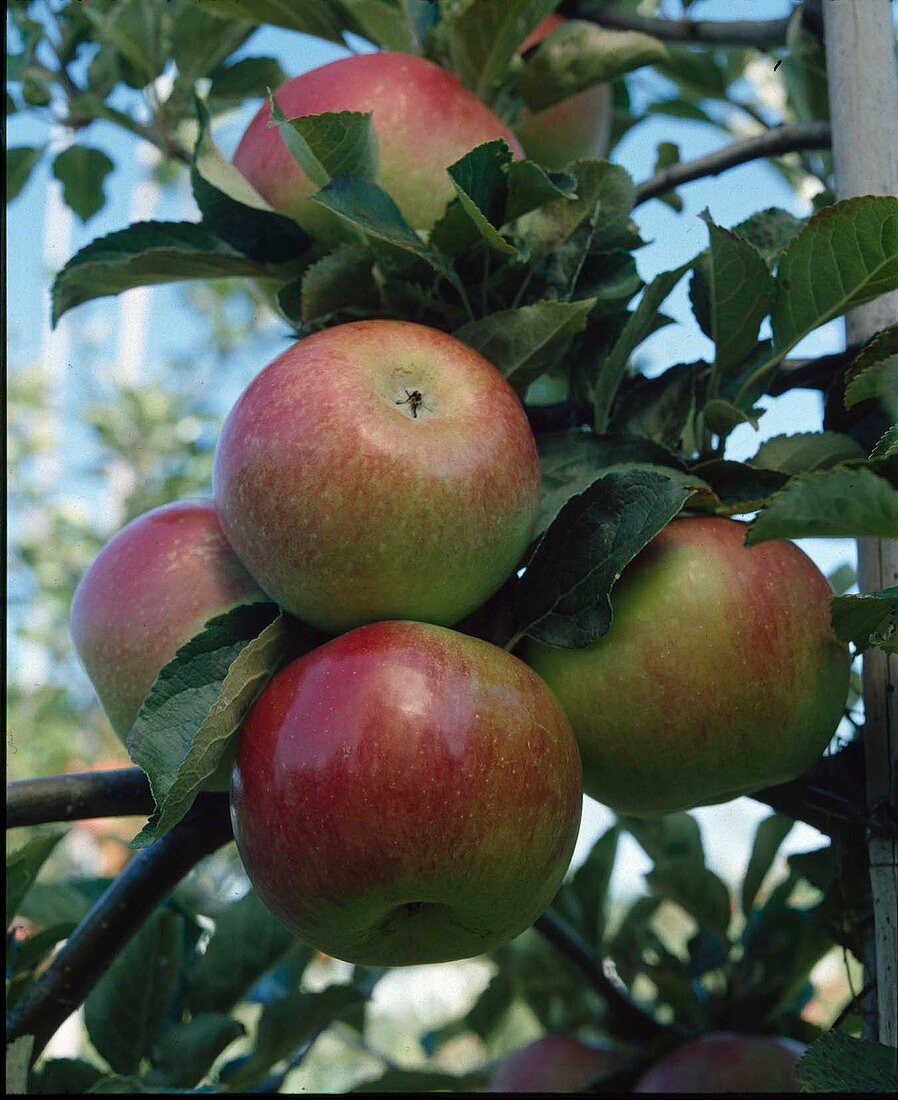 Apfel