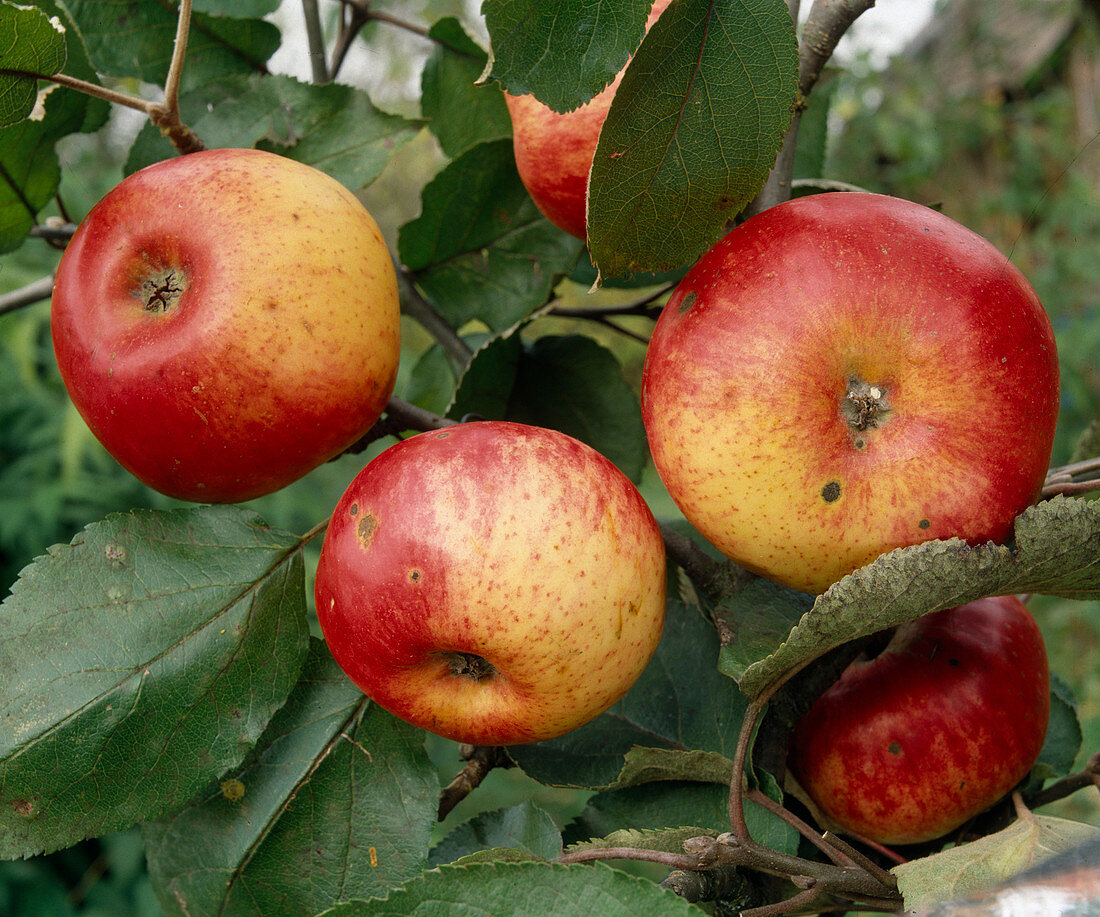 Apfel 'Jakob Fischer'