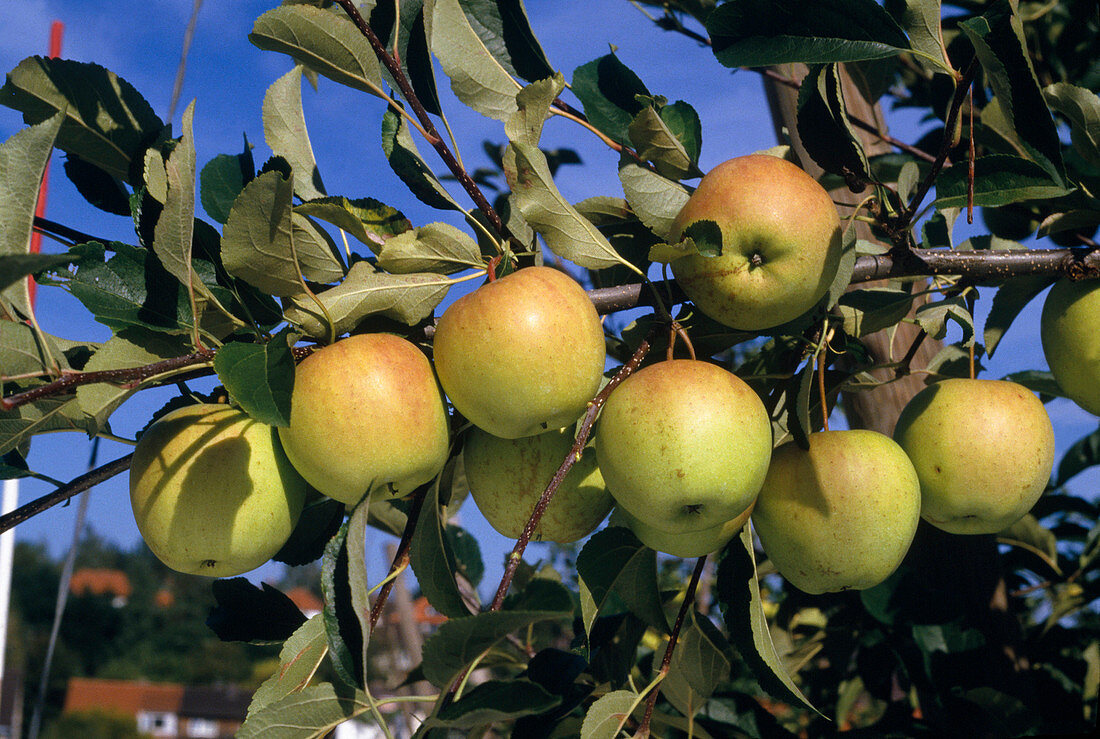 Apfel 'Golden Delicious'