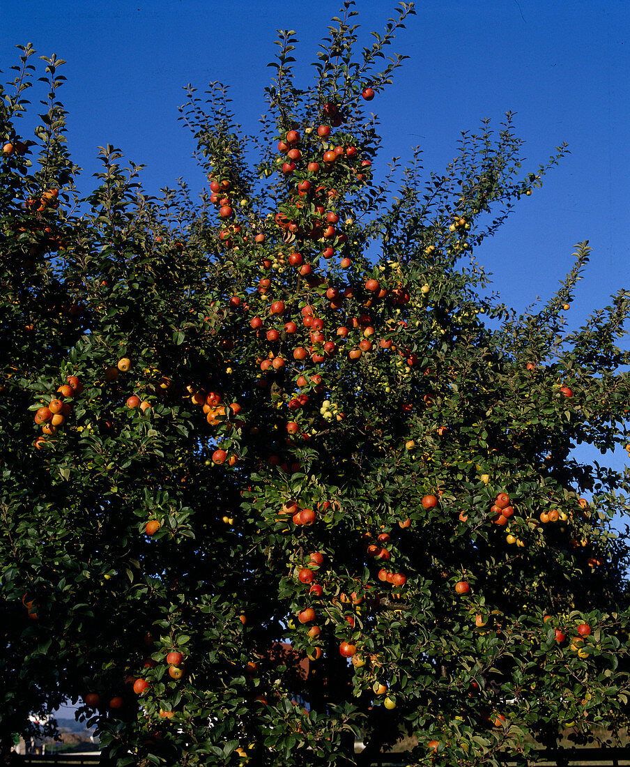 Apple 'Red Goldparmäne'