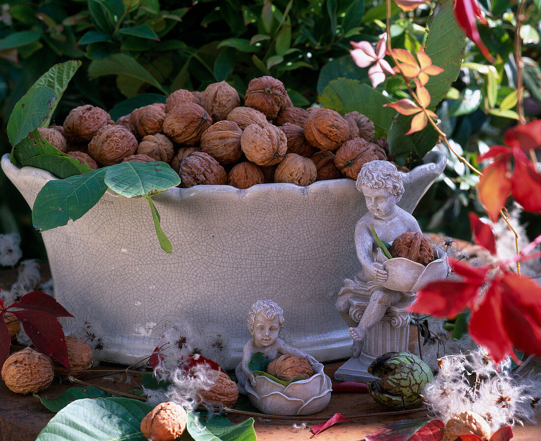 Juglans regia (walnuts in ceramic bowl)