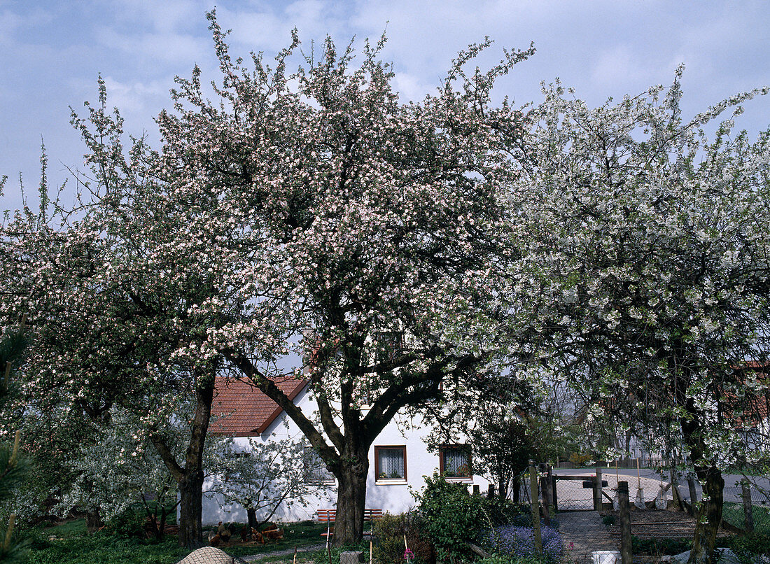 Apple tree in blossom