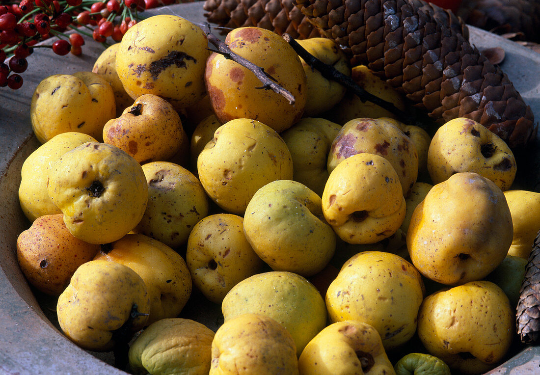 Freshly harvested fruits of Chaenomeles (ornamental quinces)