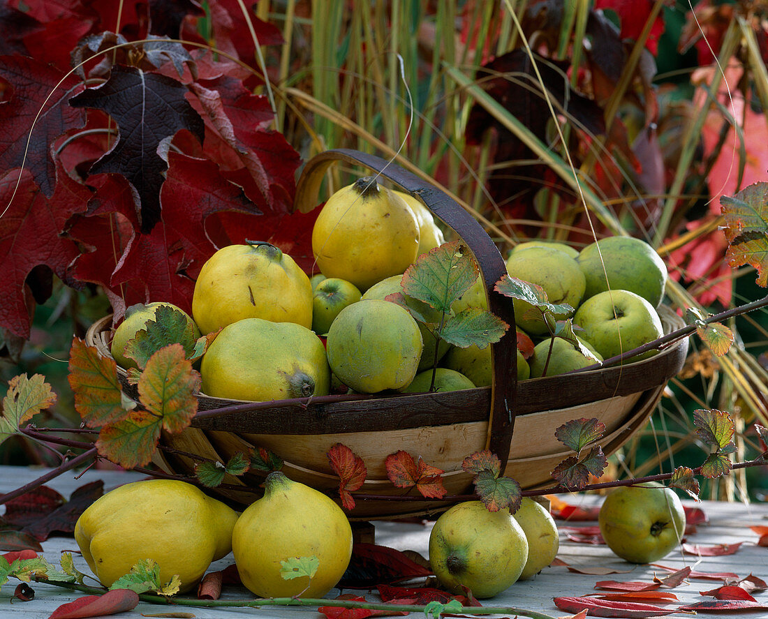 Korb mit Chaenomeles, Birnenquitten und Apfelquitten