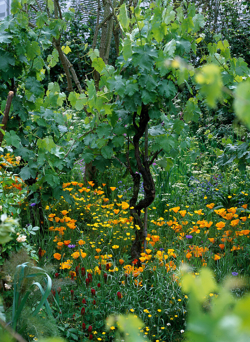 Vitis vinifera (grape), Eschscholzia californica (opium poppy)