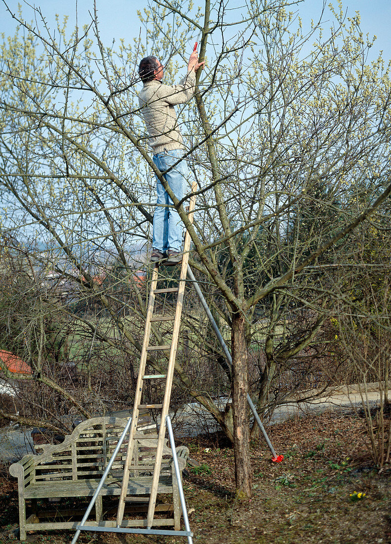 Obstbaumschnitt im Frühjahr