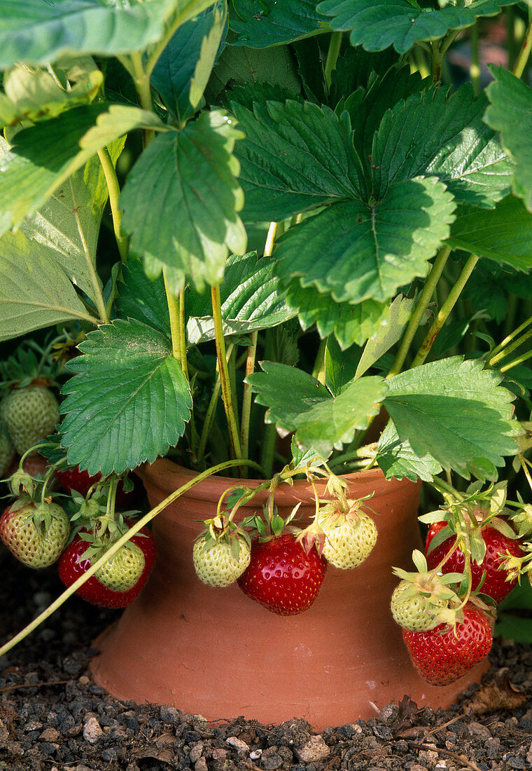 Fragaria (Erdbeeren), im Erdbeerkragen gepflanzt liegen die Früchte nicht auf der Erde