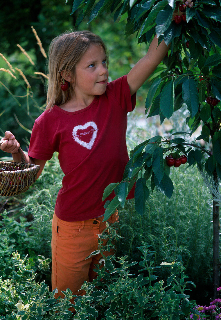 Girl picking cherries