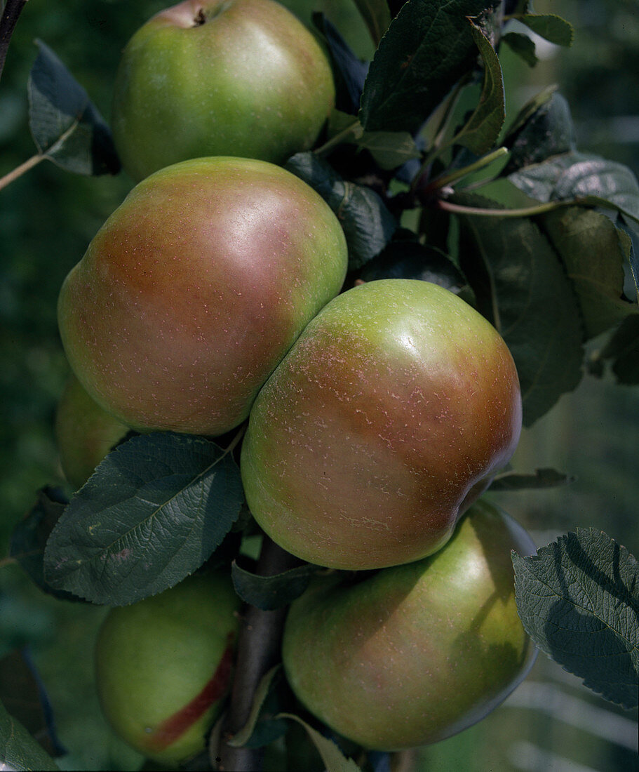 Apfel 'Ontario' Frucht