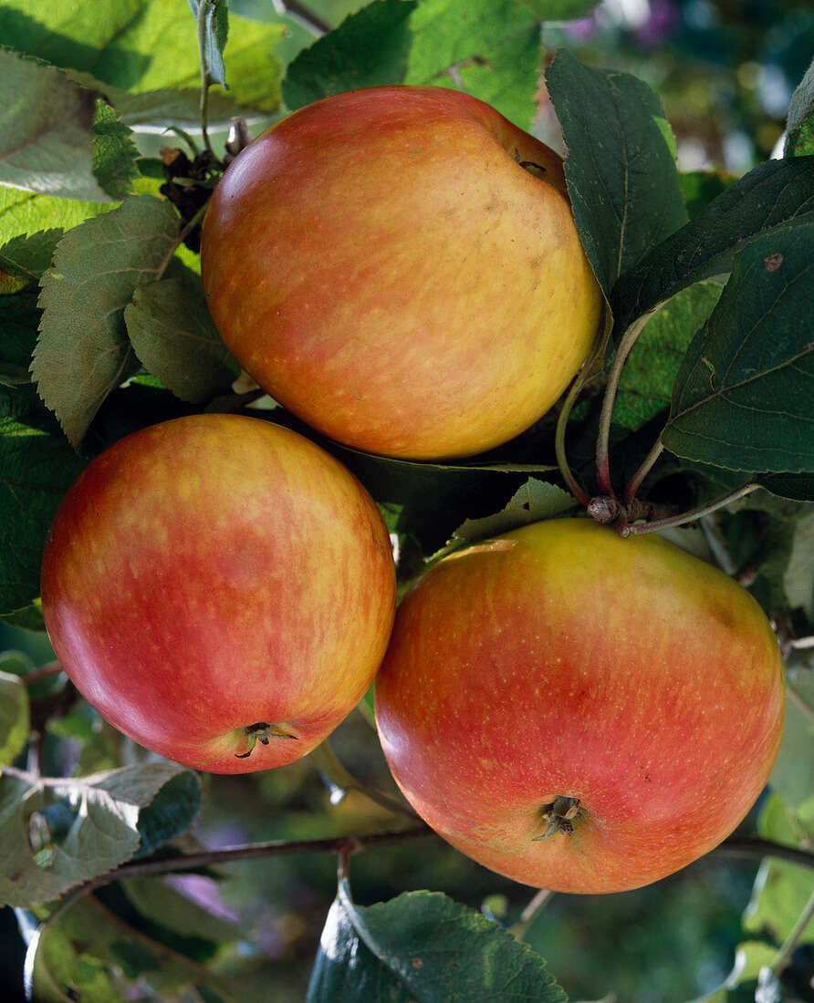 Apple 'Red James Grieve'