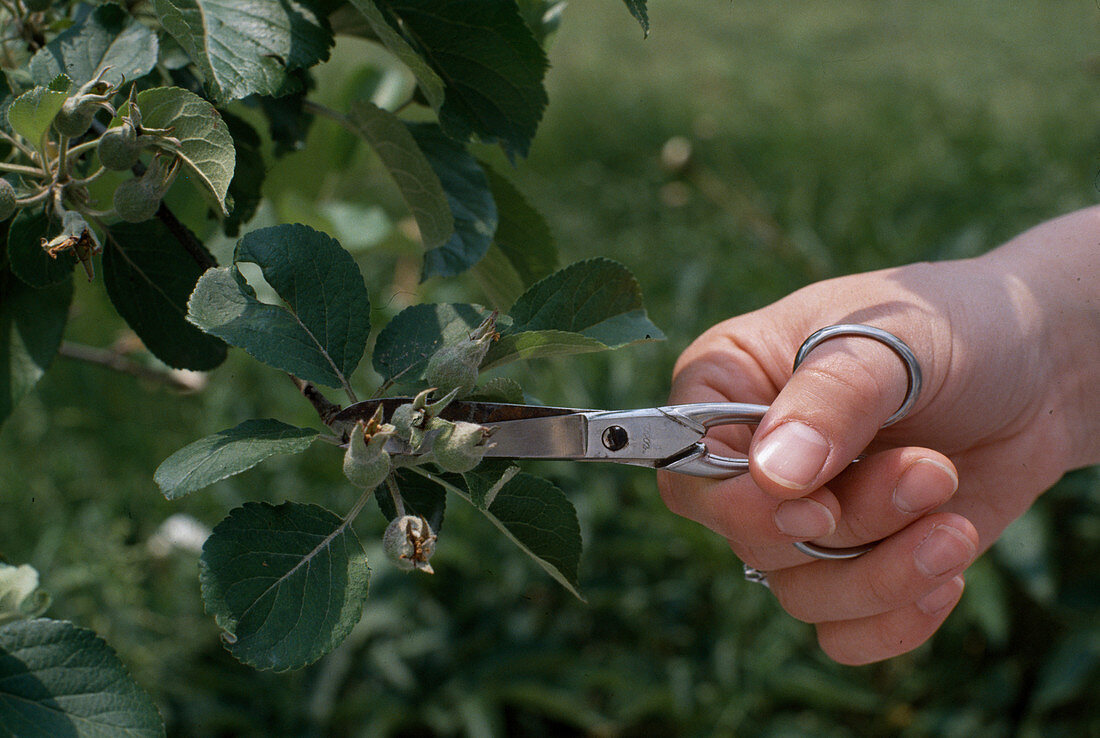 Fruit thinning on