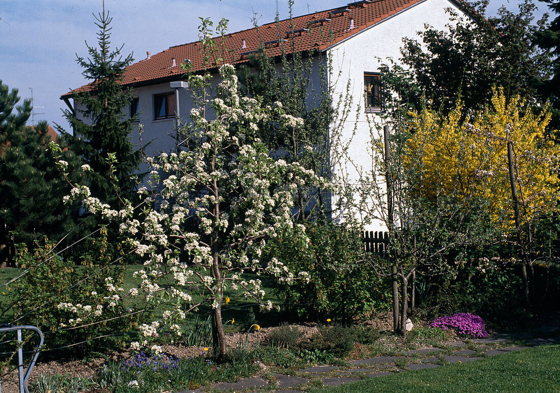 Flowering pear tree