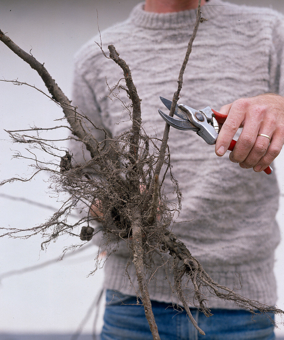 Cut root