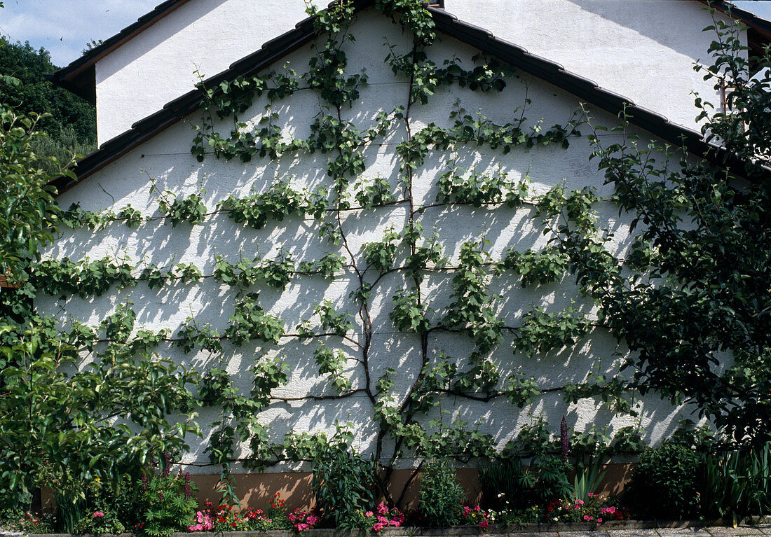 Grapes on trellis on house wall