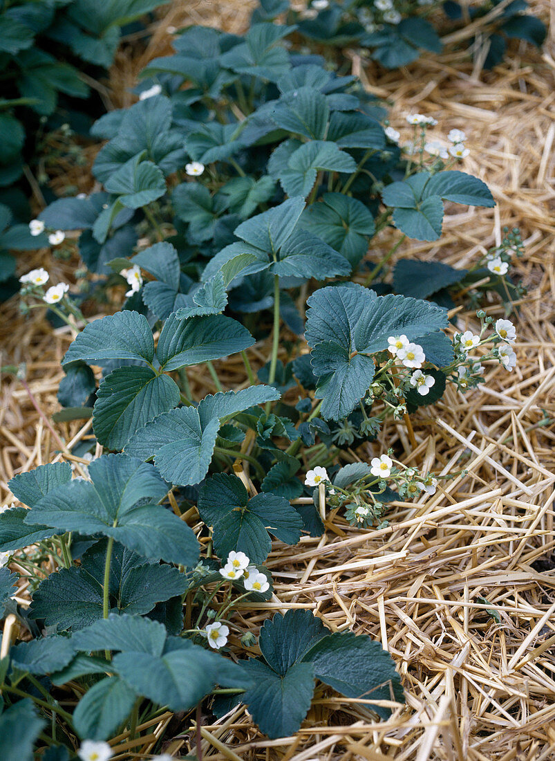 Mulchdecke aus Stroh unter Erdbeeren