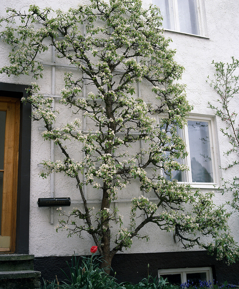 Pear trellis