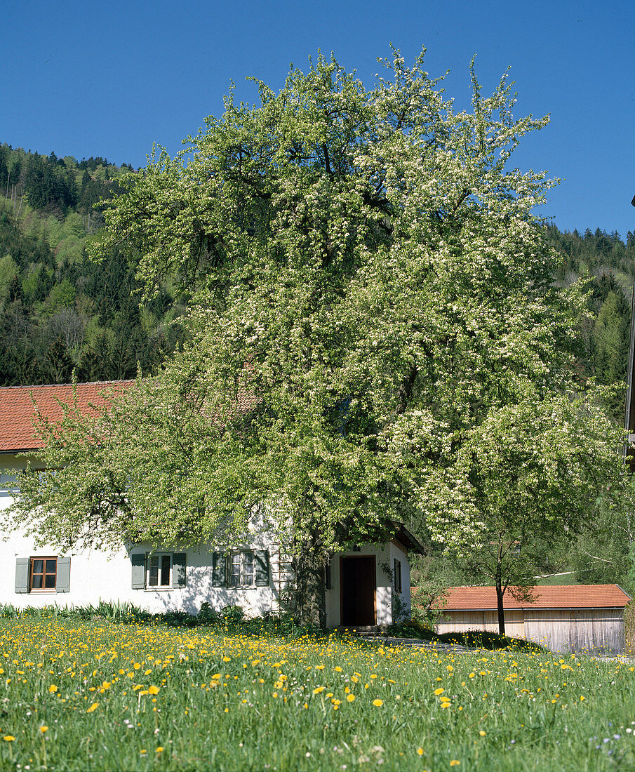 Pear tree as a house tree