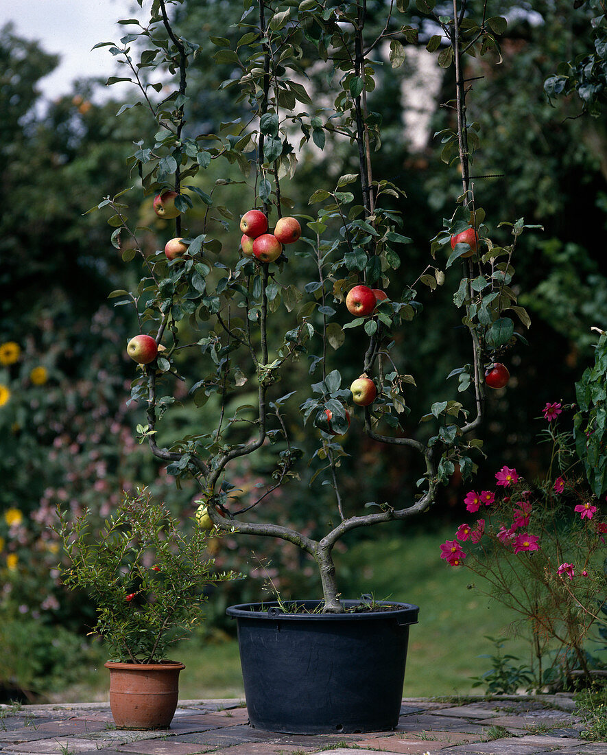 Trellis apple double U shape