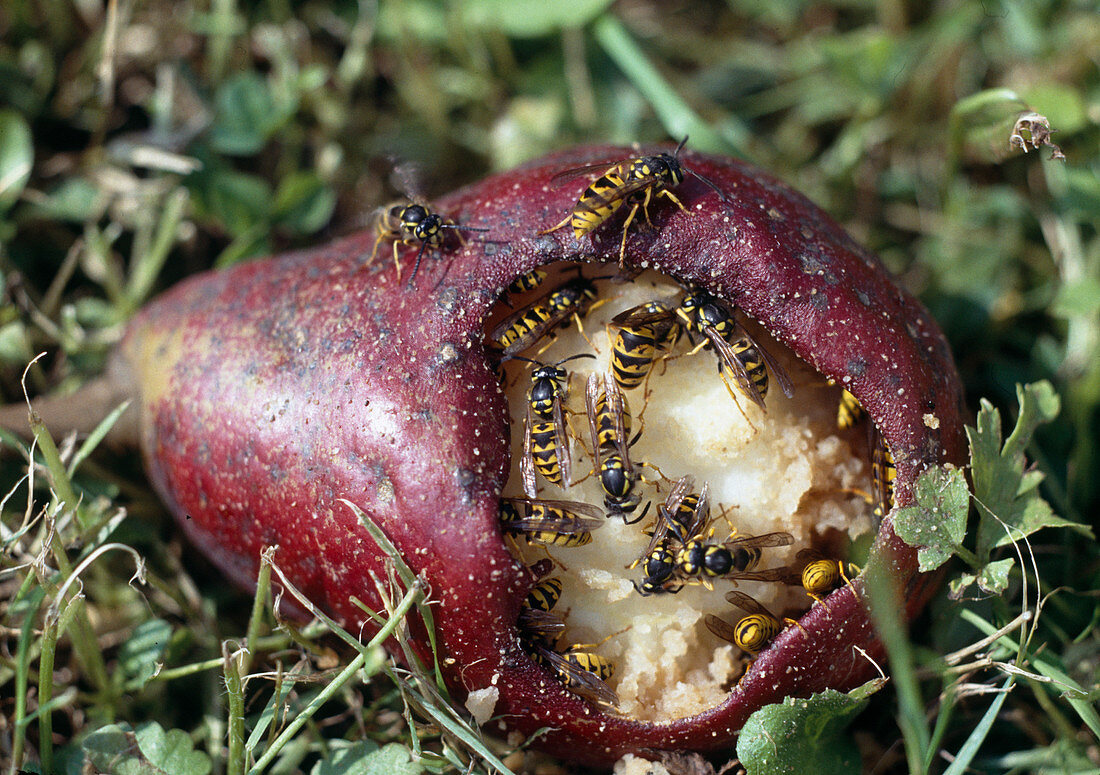 Wasps on a pear