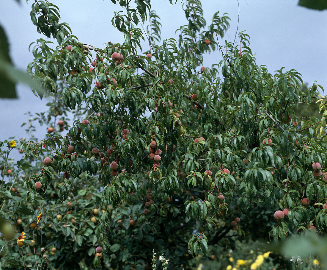 Peach tree