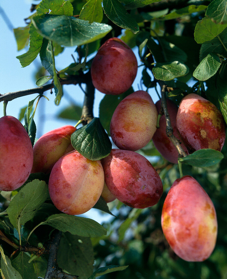 Yellow-red plum