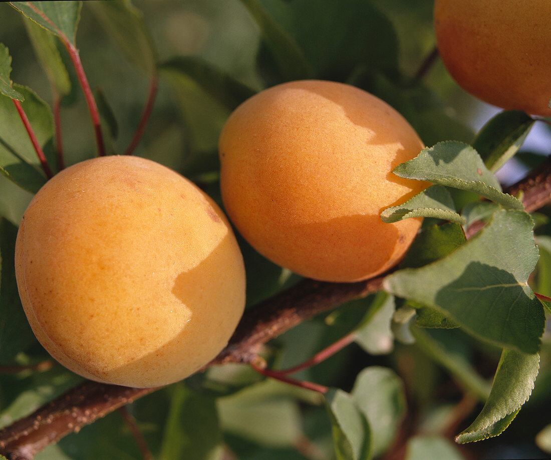 Apricot 'Hungarian Best'