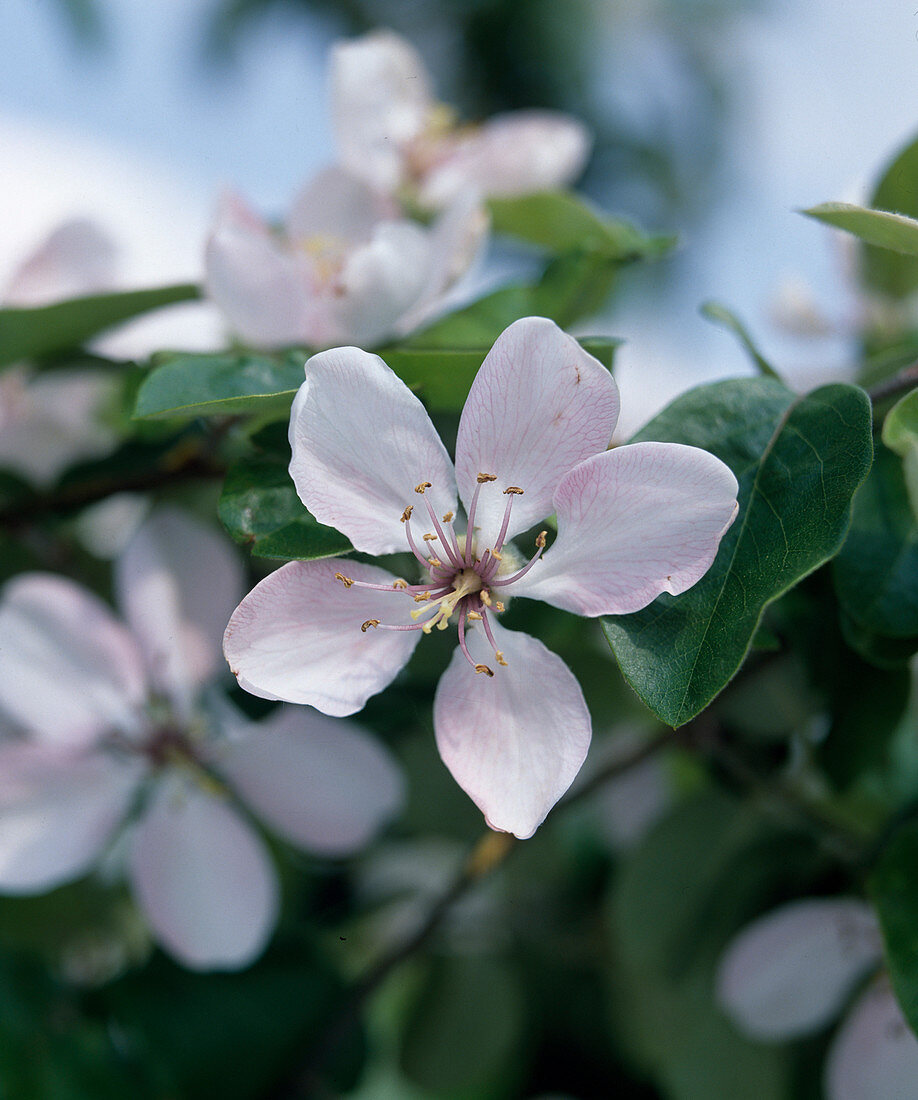 Quince flower