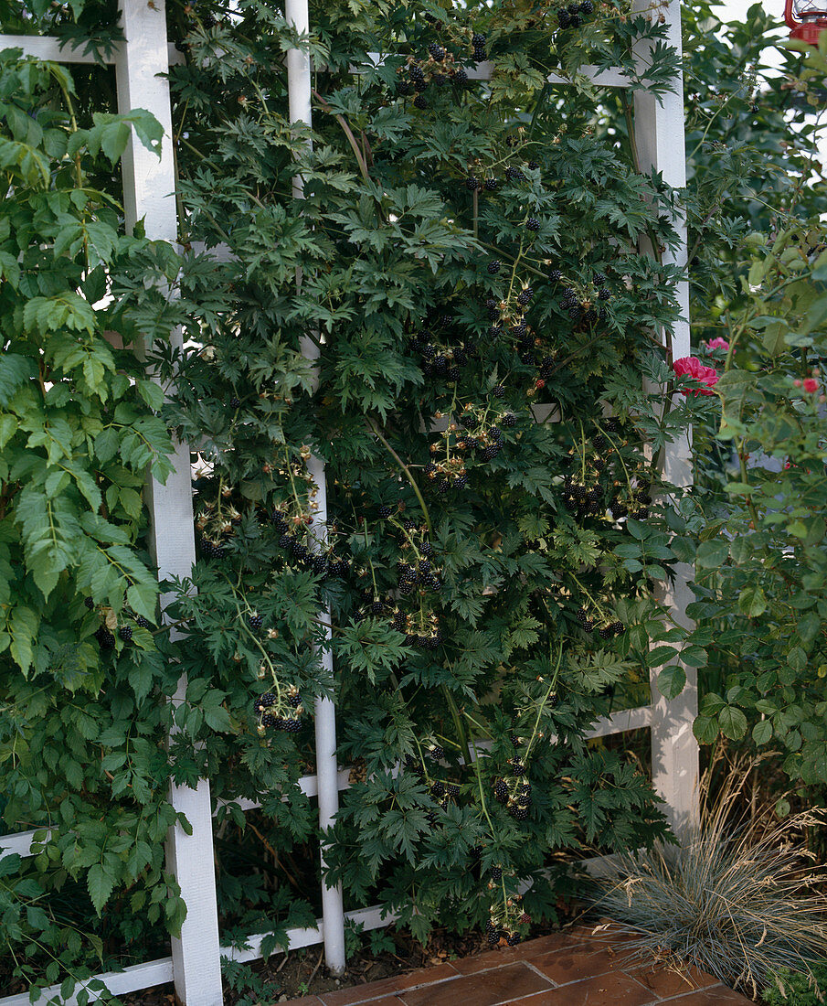 Blackberry trellis